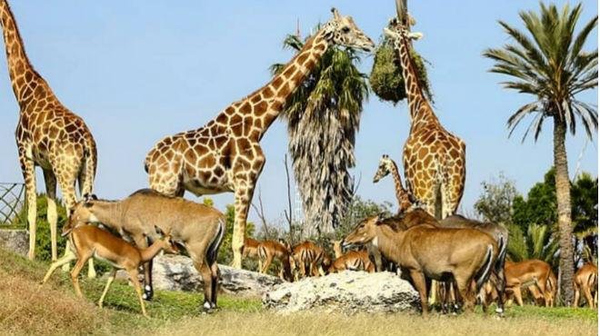 Safari Africam - que hacer con niños en puebla