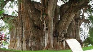 Visita el árbol del Tule - actividades gratis que hacer en oaxaca