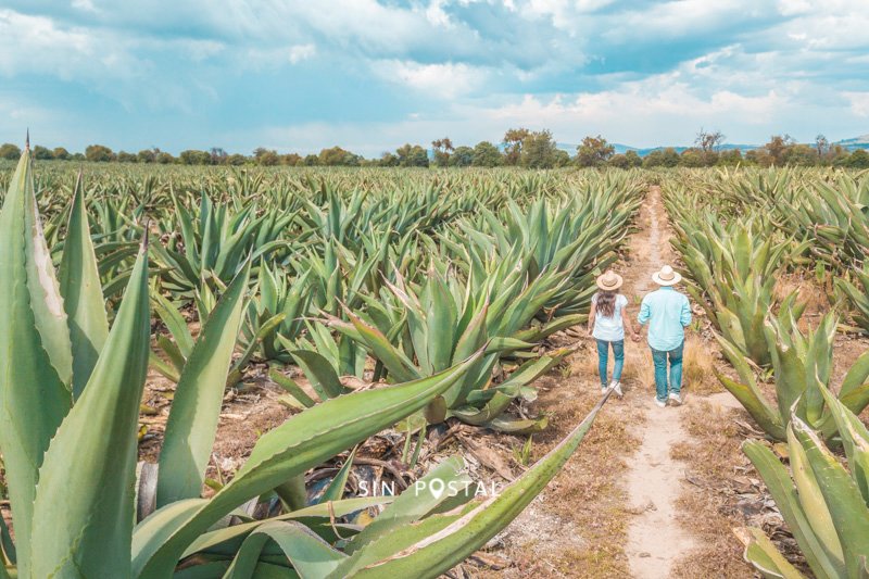 La deliciosa ruta del Pulque - que hacer en tlaxcala